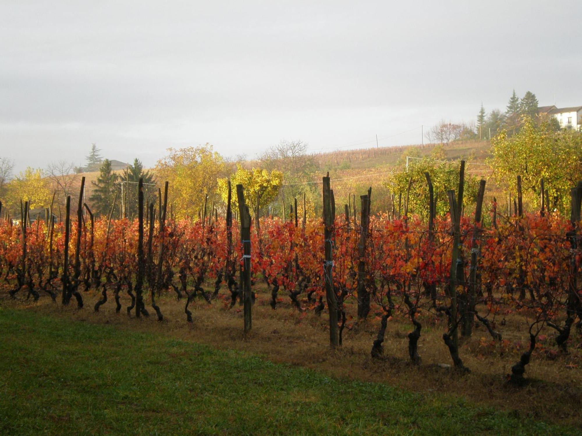 Cascina La Maddalena Bed & Wine Villa Rocca Grimalda Kültér fotó